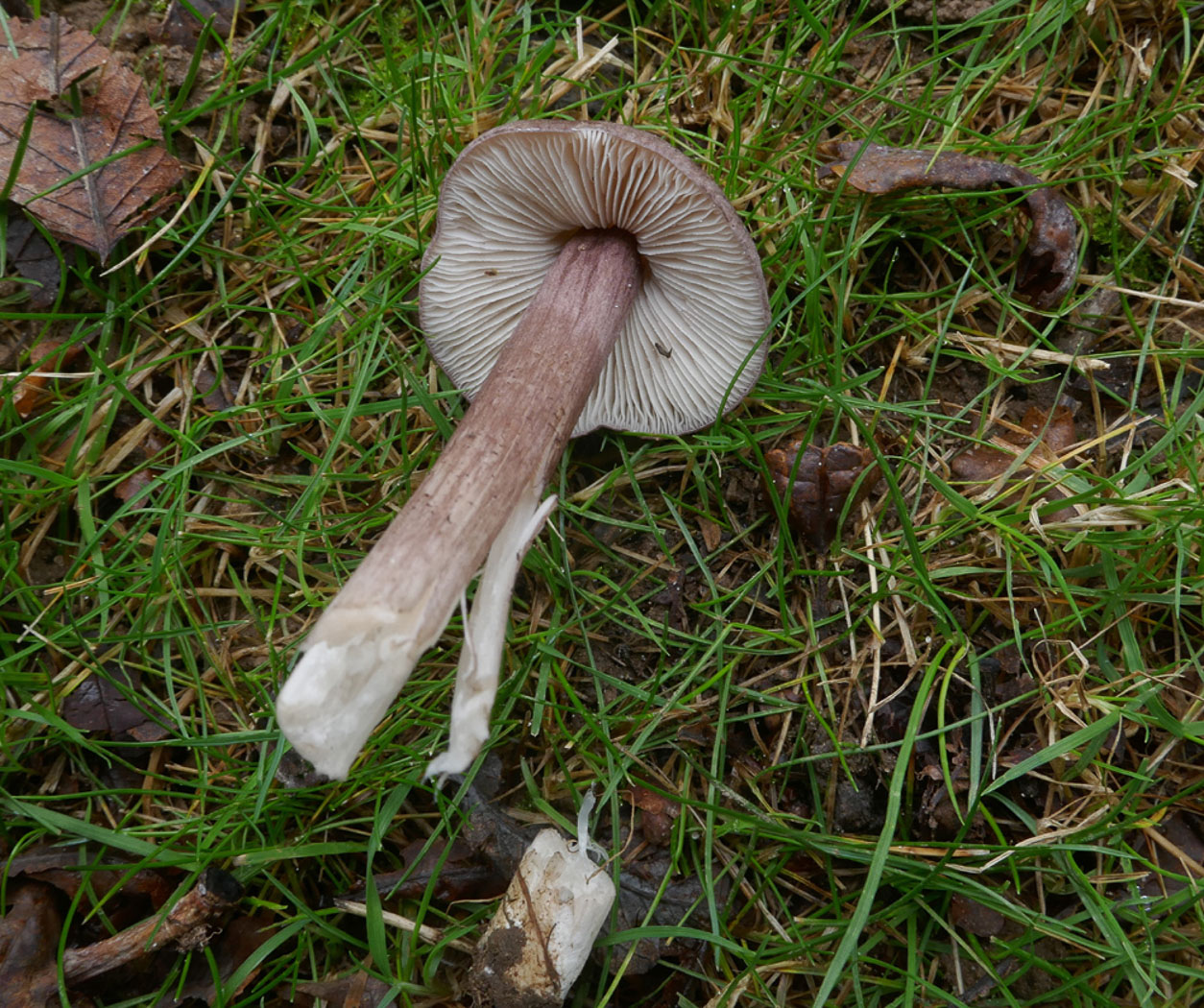 Entoloma porphyrophaeum  by Jackie Ewan